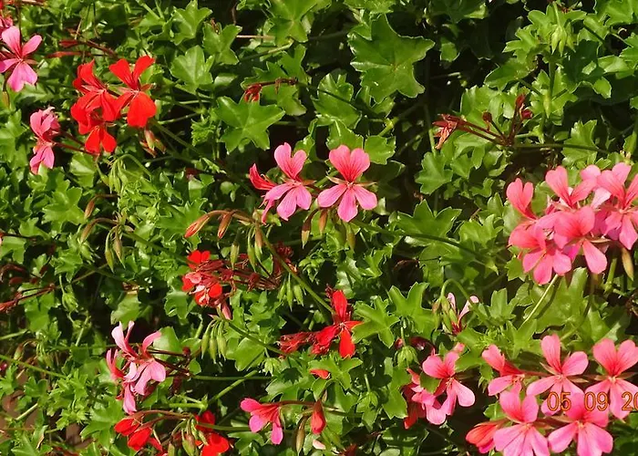 Pensionat Relax Martina